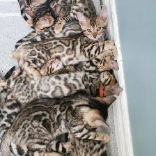TICA Registered Male Bengal Kitten - Photo 9