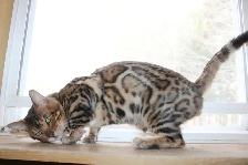 TICA Registered Male Bengal Kitten - Photo 10