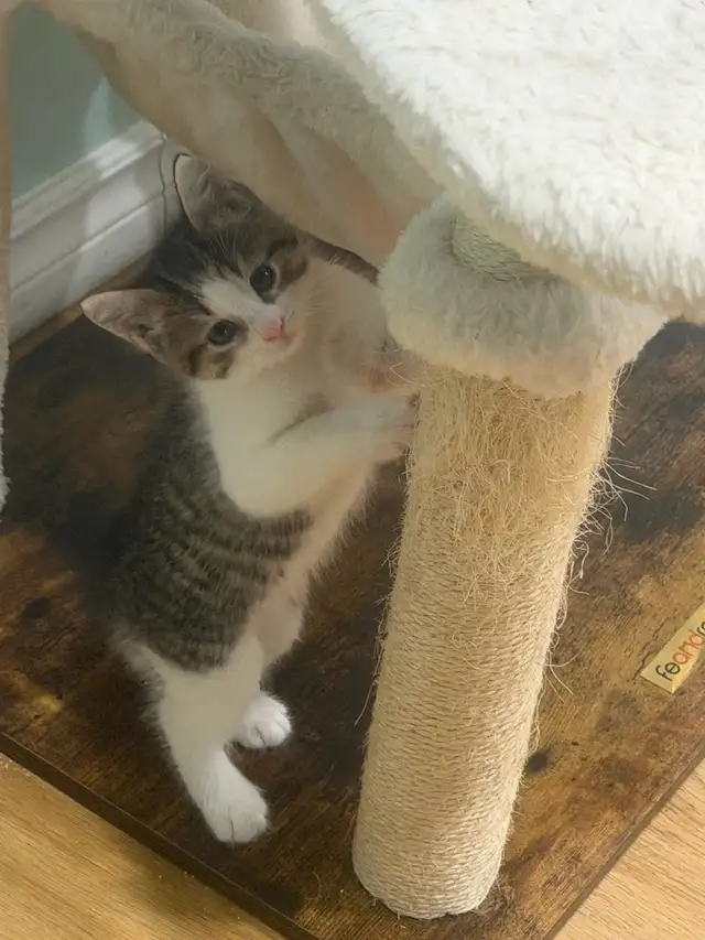 Adorable 8-Week-Old Kittens Ready for Adoption