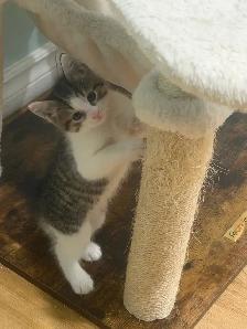 Adorable 8-Week-Old Kittens Ready for Adoption