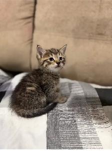 Adorable 8-Week-Old Kittens Ready for Adoption - Photo 2