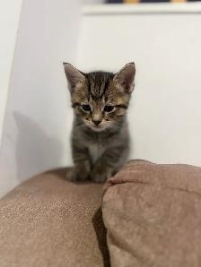 Adorable 8-Week-Old Kittens Ready for Adoption - Photo 3