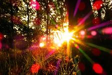 Summer Solstice Celebration
