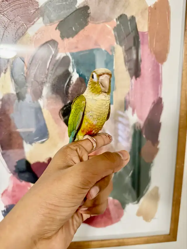 Baby Pineapple Conure