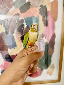 Baby Pineapple Conure
