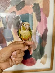 Baby Pineapple Conure - Photo 2