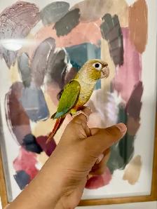 Baby Pineapple Conure - Photo 3
