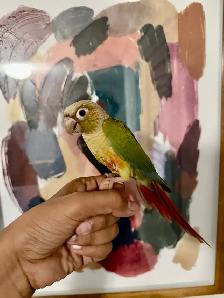 Baby Pineapple Conure - Photo 4