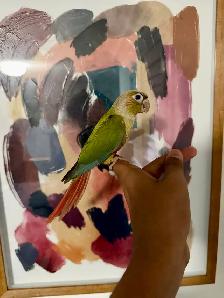 Baby Pineapple Conure - Photo 5