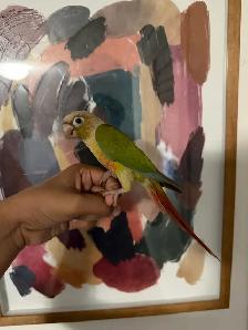 Baby Pineapple Conure - Photo 6