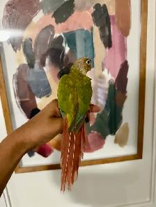 Baby Pineapple Conure - Photo 7