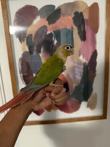 Baby Pineapple Conure - Photo 8