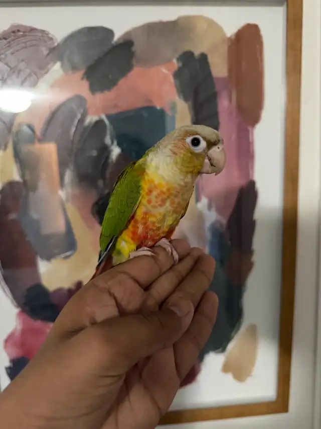 Baby Highred Conure