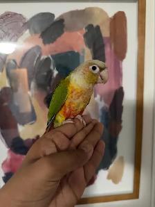 Baby Highred Conure