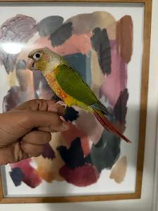 Baby Highred Conure - Photo 2