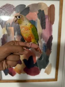 Baby Highred Conure - Photo 3