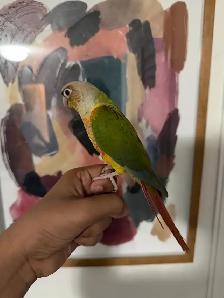 Baby Highred Conure - Photo 4