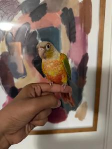 Baby Highred Conure - Photo 5