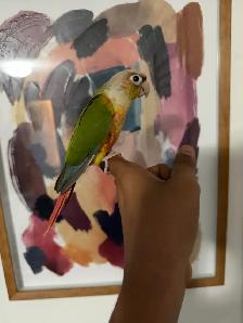 Baby Highred Conure - Photo 6