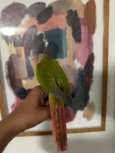 Baby Highred Conure - Photo 7
