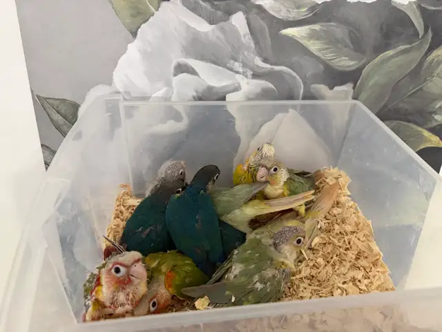 Baby Conures