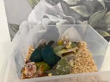 Baby Conures