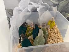 Baby Conures - Photo 3