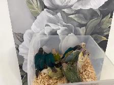 Baby Conures - Photo 5