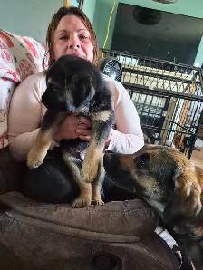 Cane Corso puppies