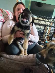 Cane Corso puppies - Photo 2