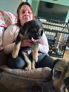 Cane Corso puppies - Photo 3