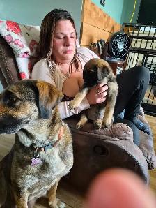 Cane Corso puppies - Photo 4