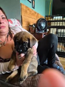 Cane Corso puppies - Photo 5