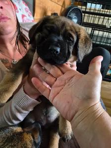 Cane Corso puppies - Photo 6