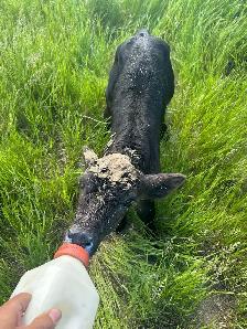 bull calf
