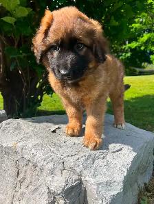 BORDER COLLIE/GERMAN SHEPHERD PUPPIES