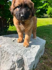 BORDER COLLIE/GERMAN SHEPHERD PUPPIES - Photo 2