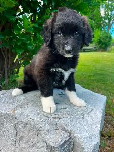 BORDER COLLIE/GERMAN SHEPHERD PUPPIES - Photo 3