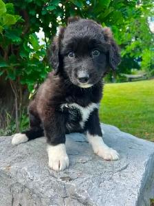 BORDER COLLIE/GERMAN SHEPHERD PUPPIES - Photo 4