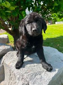 BORDER COLLIE/GERMAN SHEPHERD PUPPIES - Photo 5