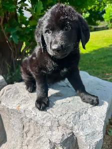 BORDER COLLIE/GERMAN SHEPHERD PUPPIES - Photo 6