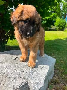 BORDER COLLIE/GERMAN SHEPHERD PUPPIES - Photo 7