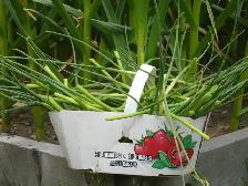 READY ONTARIO ORGANIC GARLIC SCAPES SOLD IN BASKETS $6.00 EACH!