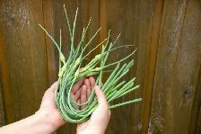 READY ONTARIO ORGANIC GARLIC SCAPES SOLD IN BASKETS $6.00 EACH! - Photo 2