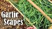 READY ONTARIO ORGANIC GARLIC SCAPES SOLD IN BASKETS $6.00 EACH! - Photo 3