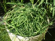 READY ONTARIO ORGANIC GARLIC SCAPES SOLD IN BASKETS $6.00 EACH! - Photo 4