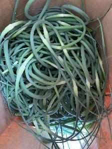 READY ONTARIO ORGANIC GARLIC SCAPES SOLD IN BASKETS $6.00 EACH! - Photo 5