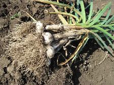 READY ONTARIO ORGANIC GARLIC SCAPES SOLD IN BASKETS $6.00 EACH! - Photo 6