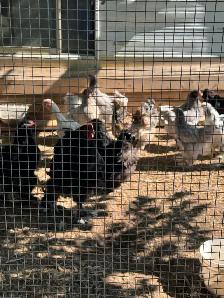 Investment Opportunity (Chicken Farm) Ontario - Photo 2