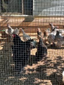 Investment Opportunity (Chicken Farm) Ontario - Photo 3